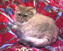 プリモ麻布十番日記