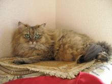 プリモ麻布十番日記