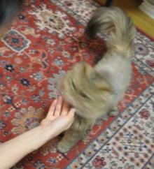 プリモ麻布十番日記