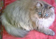 プリモ麻布十番日記