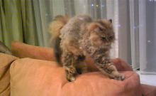 プリモ麻布十番日記