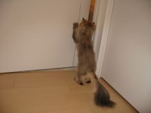 プリモ麻布十番日記