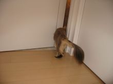 プリモ麻布十番日記