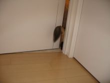 プリモ麻布十番日記