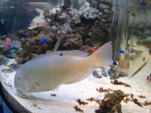 プリモ麻布十番日記