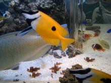 プリモ麻布十番日記