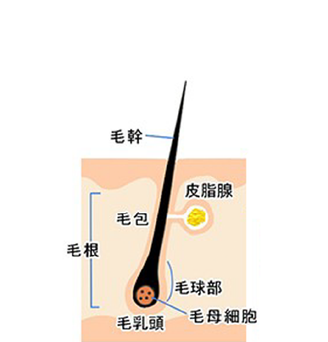 毛を伸ばすステップ