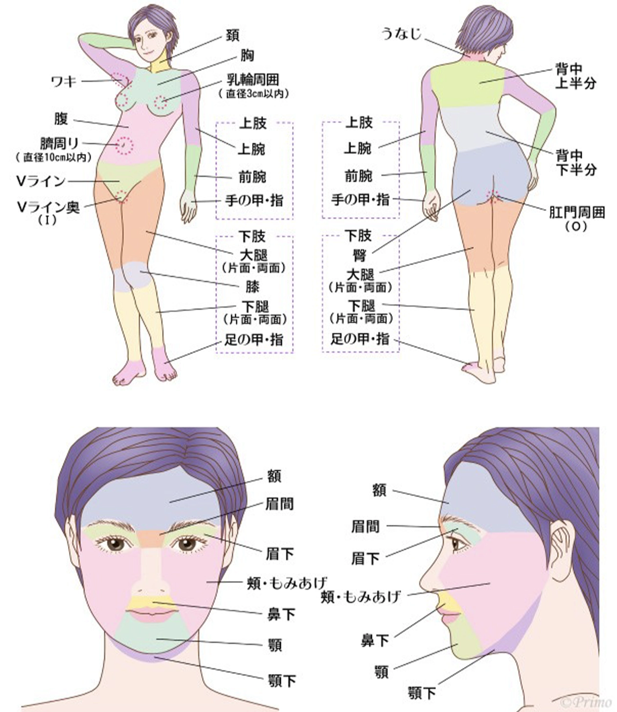 針脱毛施術範囲のイメージ