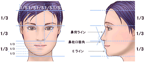 鼻 の 横幅 平均