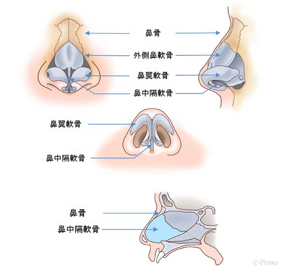 鼻中隔矯正術 鼻の整形 プリモ麻布十番クリニック